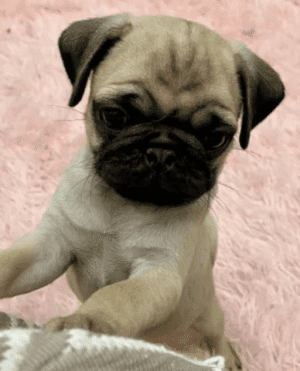 Filhotes de pug (vacinados)