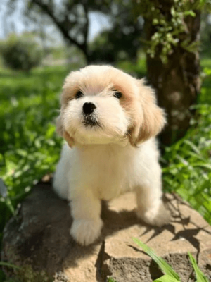 Filhote Lhasa Apso Branco - Image 4
