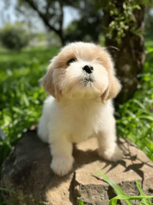 Filhote Lhasa Apso Branco