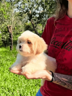 Filhote Lhasa Apso Branco - Image 2