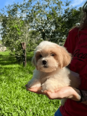 Filhote Lhasa Apso Branco - Image 5