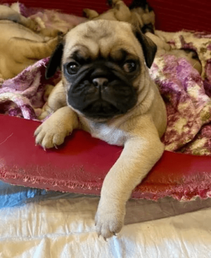 Filhotes de pug (vacinados) - Image 4