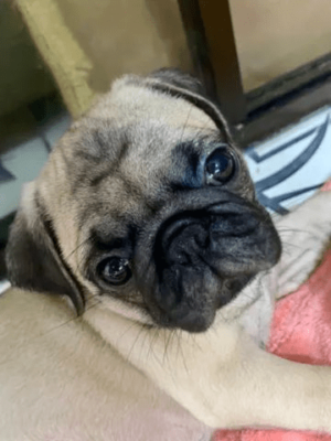 Filhotes de pug (vacinados) - Image 3
