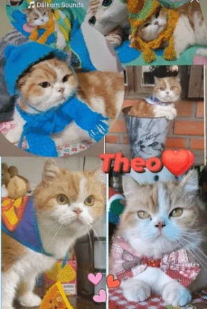Torrando : Garfield 10meses , um dengo.