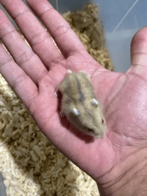 Hamster filhotes - Image 2