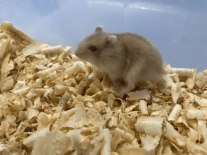 Hamster filhotes - Image 4