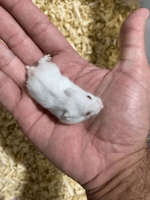 Hamster filhotes