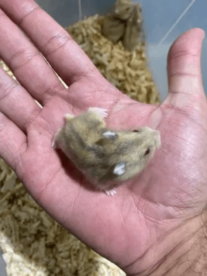 Hamster filhotes - Image 5