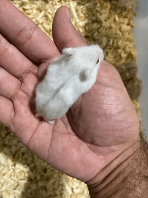 Hamster filhotes - Image 3
