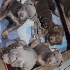 Filhotes de PITMONSTER com pedigree !!!!! - Image 4