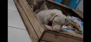 Filhotes de PITMONSTER com pedigree !!!!! - Image 5